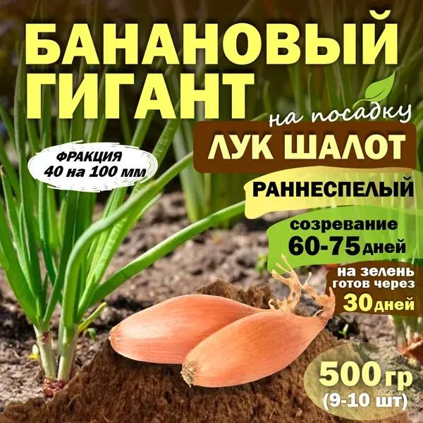 Когда сажать лук весной 2025 года в открытый грунт: не пропустите правильные даты